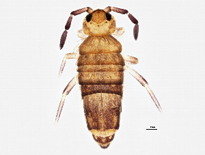  ( - BIOUG04496-C11)  @15 [ ] CreativeCommons - Attribution (2013) CBG Photography Group Centre for Biodiversity Genomics