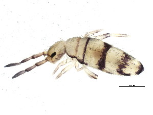  ( - BIOUG04495-E06)  @14 [ ] CreativeCommons - Attribution (2013) CBG Photography Group Centre for Biodiversity Genomics