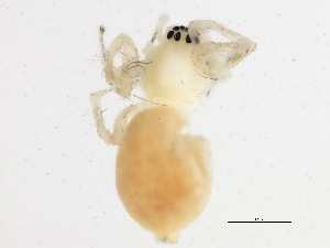  ( - BIOUG04726-G01)  @12 [ ] CreativeCommons - Attribution (2013) CBG Photography Group Centre for Biodiversity Genomics