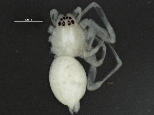  ( - BIOUG04778-E01)  @12 [ ] CreativeCommons - Attribution (2013) CBG Photography Group Centre for Biodiversity Genomics