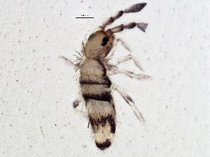  (Entomobrya ligata - BIOUG04831-C04)  @15 [ ] CreativeCommons - Attribution (2013) CBG Photography Group Centre for Biodiversity Genomics