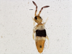  ( - BIOUG04831-C07)  @15 [ ] CreativeCommons - Attribution (2013) CBG Photography Group Centre for Biodiversity Genomics