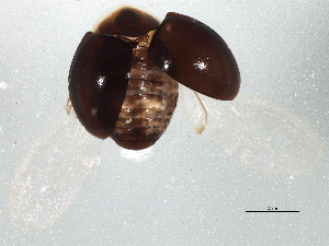  ( - BIOUG03582-F10)  @13 [ ] CreativeCommons - Attribution (2014) CBG Photography Group Centre for Biodiversity Genomics