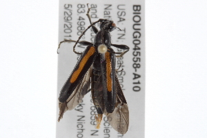  ( - BIOUG04558-A10)  @13 [ ] CreativeCommons - Attribution (2013) CBG Photography Group Centre for Biodiversity Genomics