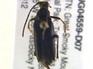 (Typocerus lugubris - BIOUG04559-D07)  @13 [ ] CreativeCommons - Attribution (2013) CBG Photography Group Centre for Biodiversity Genomics