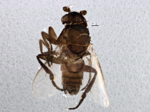  (Elachisoma - BIOUG04698-H10)  @13 [ ] CreativeCommons - Attribution (2013) CBG Photography Group Centre for Biodiversity Genomics