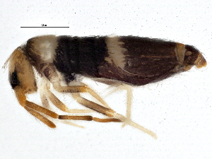  ( - BIOUG04713-C12)  @15 [ ] CreativeCommons - Attribution (2013) CBG Photography Group Centre for Biodiversity Genomics