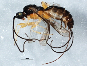  (Therophilus sp - BIOUG04942-B09)  @14 [ ] CreativeCommons - Attribution (2013) CBG Photography Group Centre for Biodiversity Genomics