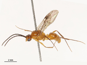  (Anochetus bispinosus - CBG-B00048-E07)  @11 [ ] CreativeCommons - Attribution Share - Alike (2025) CBG Photography Group Centre for Biodiversity Genomics