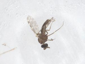  (Culicoides hylas - CBG-B00111-E02)  @11 [ ] CreativeCommons - Attribution Share - Alike (2025) Centre for Biodiversity Genomics Centre for Biodiversity Genomics