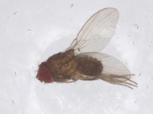  ( - CBG-B00711-E08)  @11 [ ] CreativeCommons - Attribution Share - Alike (2025) Centre for Biodiversity Genomics Centre for Biodiversity Genomics