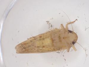  ( - CBG-B04078-C07)  @11 [ ] CreativeCommons - Attribution Share - Alike (2025) Centre for Biodiversity Genomics Centre for Biodiversity Genomics