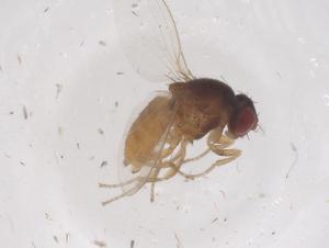  (Drosophila lutzii - CBG-B04081-C10)  @11 [ ] CreativeCommons - Attribution Share - Alike (2025) Centre for Biodiversity Genomics Centre for Biodiversity Genomics