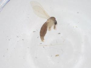  ( - CBG-B05014-G03)  @11 [ ] CreativeCommons - Attribution Share - Alike (2025) Centre for Biodiversity Genomics Centre for Biodiversity Genomics