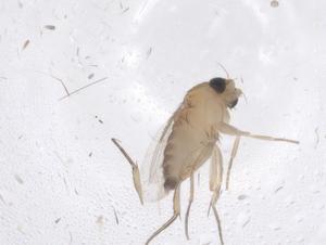  ( - CBG-B05015-E12)  @11 [ ] CreativeCommons - Attribution Share - Alike (2025) Centre for Biodiversity Genomics Centre for Biodiversity Genomics