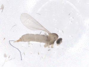  ( - CBG-B05112-G12)  @11 [ ] CreativeCommons - Attribution Share - Alike (2025) Centre for Biodiversity Genomics Centre for Biodiversity Genomics