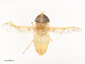  ( - CBG-B20287-C02)  @11 [ ] CreativeCommons - Attribution Share - Alike (2025) CBG Photography Group Centre for Biodiversity Genomics