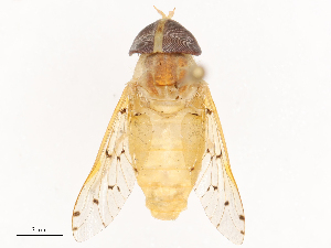  ( - CBG-B20287-C03)  @11 [ ] CreativeCommons - Attribution Share - Alike (2025) CBG Photography Group Centre for Biodiversity Genomics