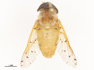  ( - CBG-B20287-C04)  @11 [ ] CreativeCommons - Attribution Share - Alike (2025) CBG Photography Group Centre for Biodiversity Genomics