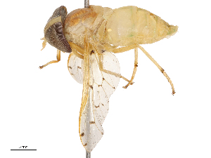  ( - CBG-B20287-C05)  @11 [ ] CreativeCommons - Attribution Share - Alike (2025) CBG Photography Group Centre for Biodiversity Genomics