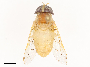  ( - CBG-B20287-C07)  @11 [ ] CreativeCommons - Attribution Share - Alike (2025) CBG Photography Group Centre for Biodiversity Genomics