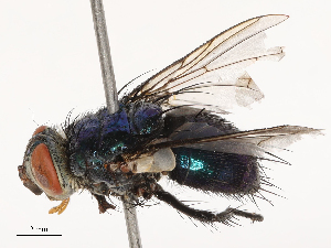  ( - CBG-B20287-E12)  @11 [ ] CreativeCommons - Attribution Share - Alike (2025) CBG Photography Group Centre for Biodiversity Genomics