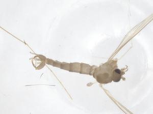  (Trichopygomyia - CBG-B21089-H05)  @11 [ ] CreativeCommons - Attribution Share - Alike (2025) Centre for Biodiversity Genomics Centre for Biodiversity Genomics