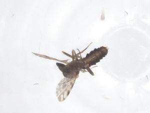  (Culicoides pseudodiabolicus - CBG-B21089-H09)  @11 [ ] CreativeCommons - Attribution Share - Alike (2025) Centre for Biodiversity Genomics Centre for Biodiversity Genomics