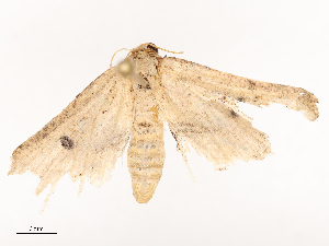  ( - CBG-B21220-C05)  @11 [ ] CreativeCommons - Attribution Share - Alike (2025) CBG Photography Group Centre for Biodiversity Genomics