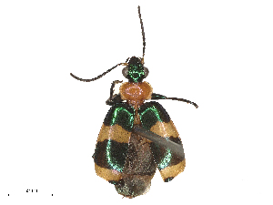  ( - CBG-B21221-C02)  @11 [ ] CreativeCommons - Attribution Share - Alike (2025) CBG Photography Group Centre for Biodiversity Genomics