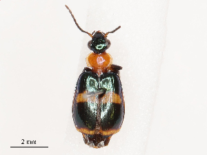  ( - CBG-B21224-C02)  @11 [ ] CreativeCommons - Attribution Share - Alike (2025) CBG Photography Group Centre for Biodiversity Genomics