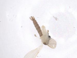  ( - CBG-B21474-H09)  @11 [ ] CreativeCommons - Attribution Share - Alike (2025) Centre for Biodiversity Genomics Centre for Biodiversity Genomics