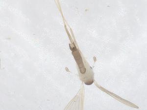  ( - CBG-B21475-C10)  @11 [ ] CreativeCommons - Attribution Share - Alike (2025) Centre for Biodiversity Genomics Centre for Biodiversity Genomics