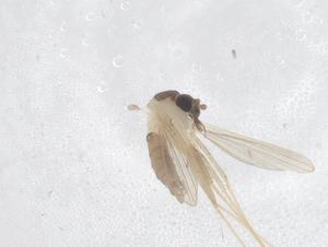  ( - CBG-B21475-F11)  @11 [ ] CreativeCommons - Attribution Share - Alike (2025) Centre for Biodiversity Genomics Centre for Biodiversity Genomics