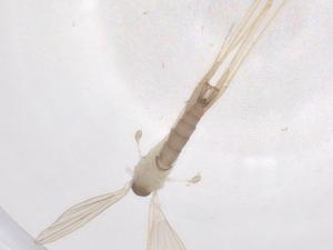  ( - CBG-B21476-C02)  @11 [ ] CreativeCommons - Attribution Share - Alike (2025) Centre for Biodiversity Genomics Centre for Biodiversity Genomics