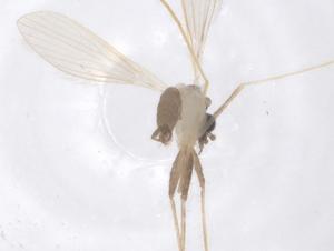  ( - CBG-B22135-H07)  @11 [ ] CreativeCommons - Attribution Share - Alike (2025) Centre for Biodiversity Genomics Centre for Biodiversity Genomics