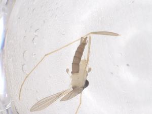  ( - CBG-B22137-G08)  @11 [ ] CreativeCommons - Attribution Share - Alike (2025) Centre for Biodiversity Genomics Centre for Biodiversity Genomics