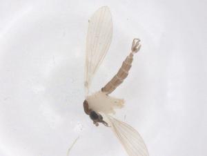  ( - CBG-B22167-D08)  @11 [ ] CreativeCommons - Attribution Share - Alike (2025) Centre for Biodiversity Genomics Centre for Biodiversity Genomics