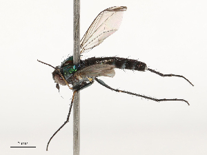  ( - CBG-B23304-B06)  @11 [ ] CreativeCommons - Attribution Share - Alike (2025) CBG Photography Group Centre for Biodiversity Genomics