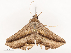  ( - CBG-B23304-G12)  @11 [ ] CreativeCommons - Attribution Share - Alike (2025) CBG Photography Group Centre for Biodiversity Genomics