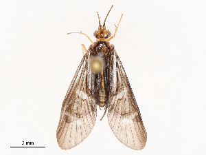  ( - CBG-B23311-C05)  @11 [ ] CreativeCommons - Attribution Share - Alike (2025) CBG Photography Group Centre for Biodiversity Genomics