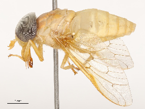  ( - CBG-B23311-F11)  @11 [ ] CreativeCommons - Attribution Share - Alike (2025) CBG Photography Group Centre for Biodiversity Genomics