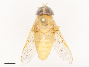  ( - CBG-B23311-G04)  @11 [ ] CreativeCommons - Attribution Share - Alike (2025) CBG Photography Group Centre for Biodiversity Genomics