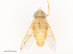 ( - CBG-B23311-G05)  @11 [ ] CreativeCommons - Attribution Share - Alike (2025) CBG Photography Group Centre for Biodiversity Genomics