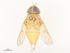  ( - CBG-B23311-G12)  @11 [ ] CreativeCommons - Attribution Share - Alike (2025) CBG Photography Group Centre for Biodiversity Genomics