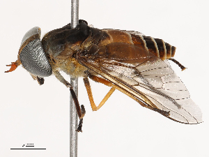  ( - CBG-B23311-H01)  @11 [ ] CreativeCommons - Attribution Share - Alike (2025) CBG Photography Group Centre for Biodiversity Genomics