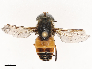  ( - CBG-B23320-C08)  @11 [ ] CreativeCommons - Attribution Share - Alike (2025) CBG Photography Group Centre for Biodiversity Genomics