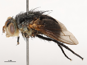  ( - CBG-B23320-D01)  @11 [ ] CreativeCommons - Attribution Share - Alike (2025) CBG Photography Group Centre for Biodiversity Genomics