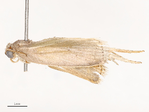  (Anadasmus ventilatrix - CBG-B23320-G06)  @11 [ ] CreativeCommons - Attribution Share - Alike (2025) CBG Photography Group Centre for Biodiversity Genomics