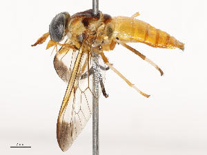  ( - CBG-B23324-C02)  @11 [ ] CreativeCommons - Attribution Share - Alike (2025) CBG Photography Group Centre for Biodiversity Genomics